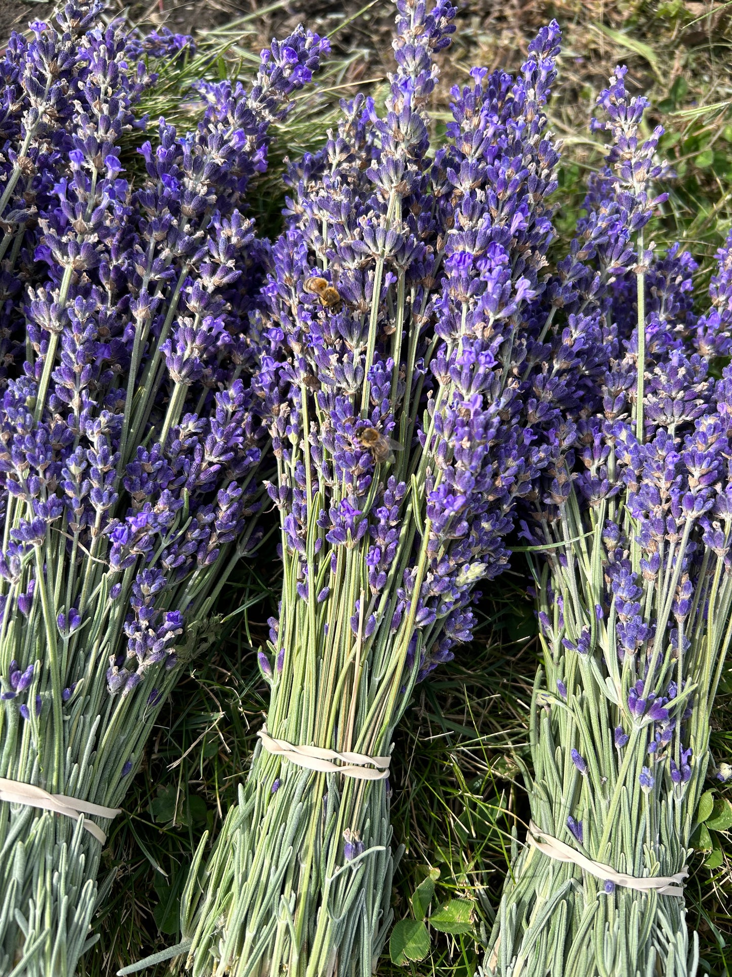 Culinary Lavender Buds